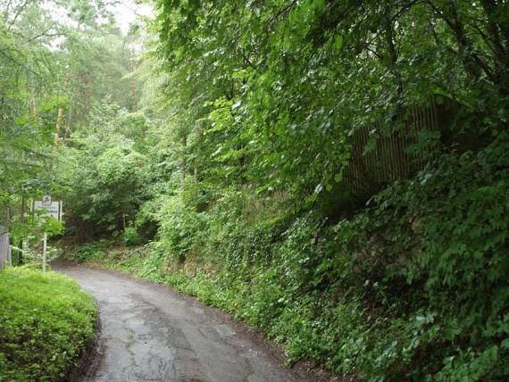 single lane access road leading around a bend. lots of greenery all around.