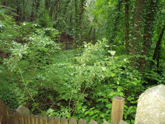 Cemetery is hardly recognizable through all the greenery, only the fencing