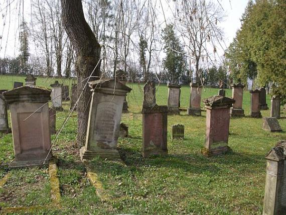 several gravestones in front of a willow