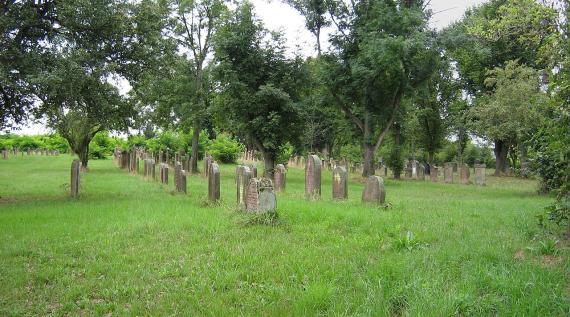 high lawn with trees, rows of gravestones in between