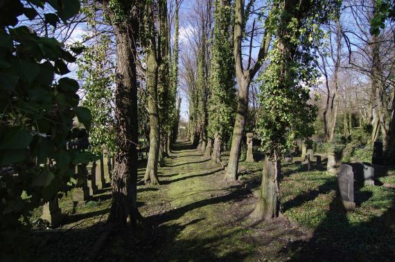 A row of trees, gravestones left and right
