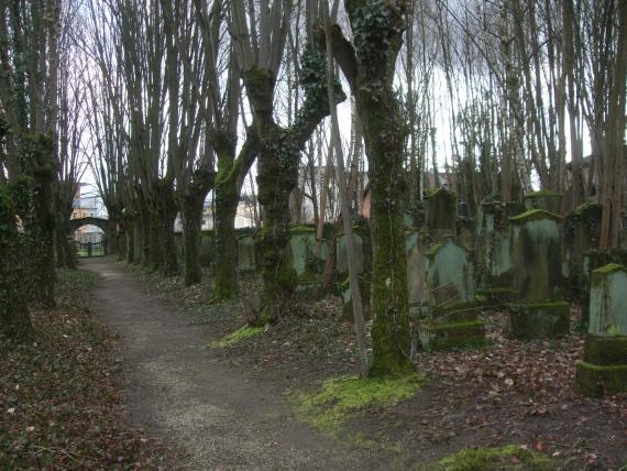 The central part of the cemetery is largely overgrown with trees (view towards the entrance from the northwest).