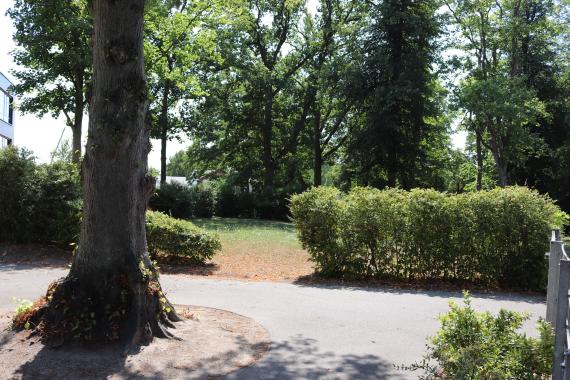 Terrain with meadow, bushes and trees