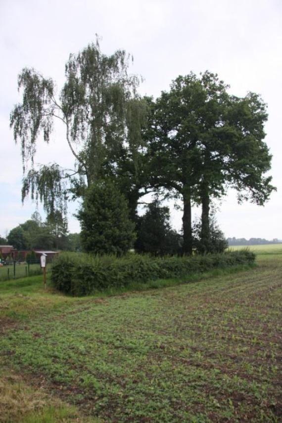 Eine Hecke. Bäume. Stehen um den kleinen Friedhof herum