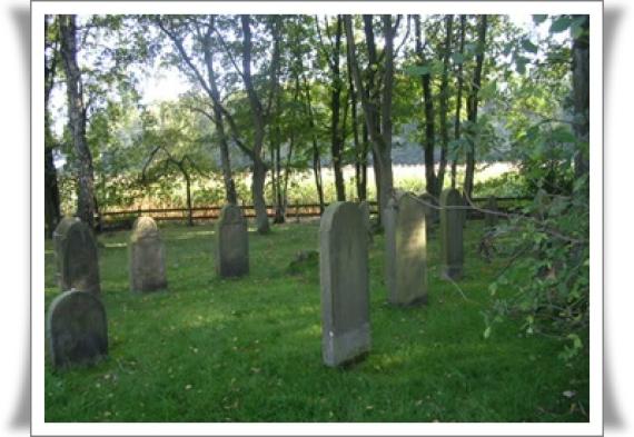 A view of the cemetery. Jewish gravestones under tall trees. Almost like a park. A fence borders the area.