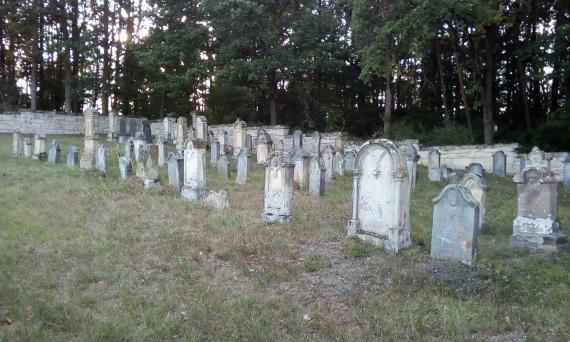 Recent photograph of a part of the Jewish cemetery in Authausen. You can see some gravestones in several rows on a lawn. In the background the cemetery wall and a piece of forest can be seen.