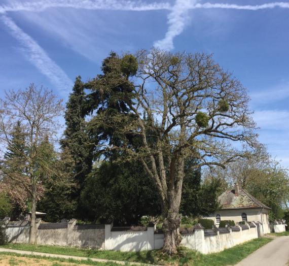 View of the Jewish cemetery in Öhringen in April 2019