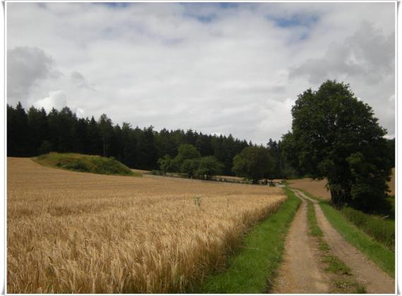 Rechts ein Sandweg, der zu einem Wald läuft. Links in einiger Entfernung die Mauer des Friehofs. Dahinter links ein kleiner Hügel.