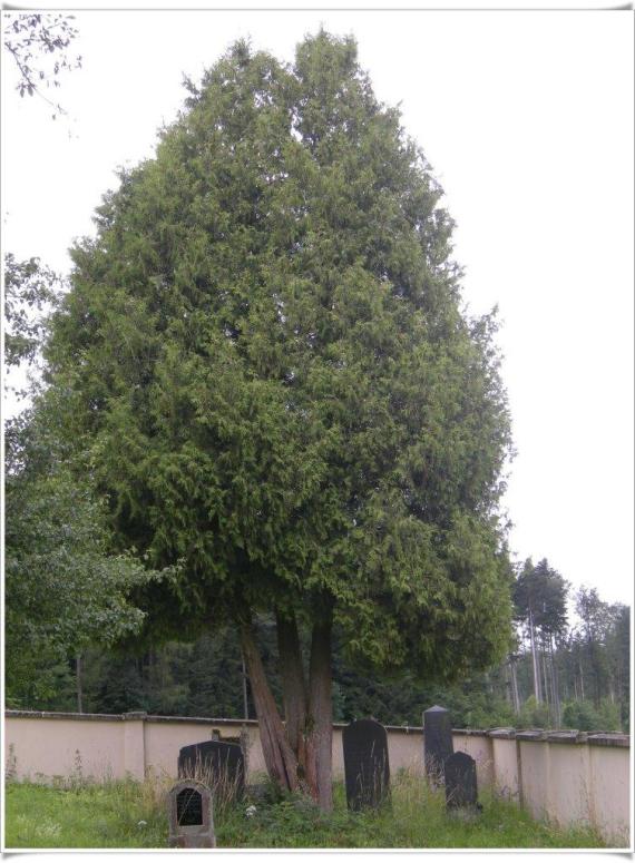 Single tombstones under a tall tree. The whole in a corner of the wall.