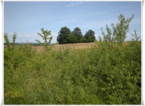 Ein weites, gepflügtes Feld. Mitten drin eine Baumgruppe. In der ist der Friedhof versteckt