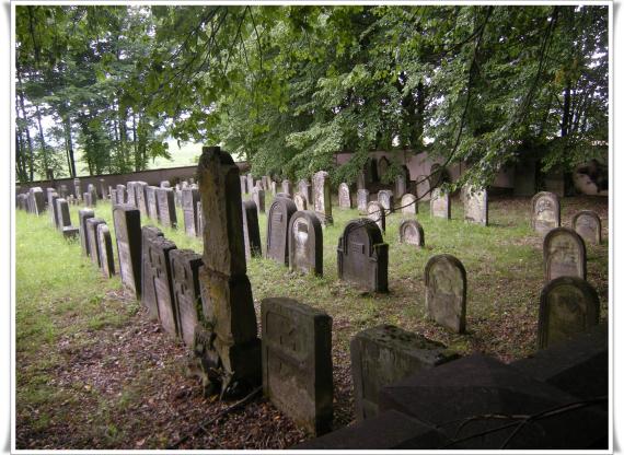 A meadow under trees. Several rows of gravestones standing close together.