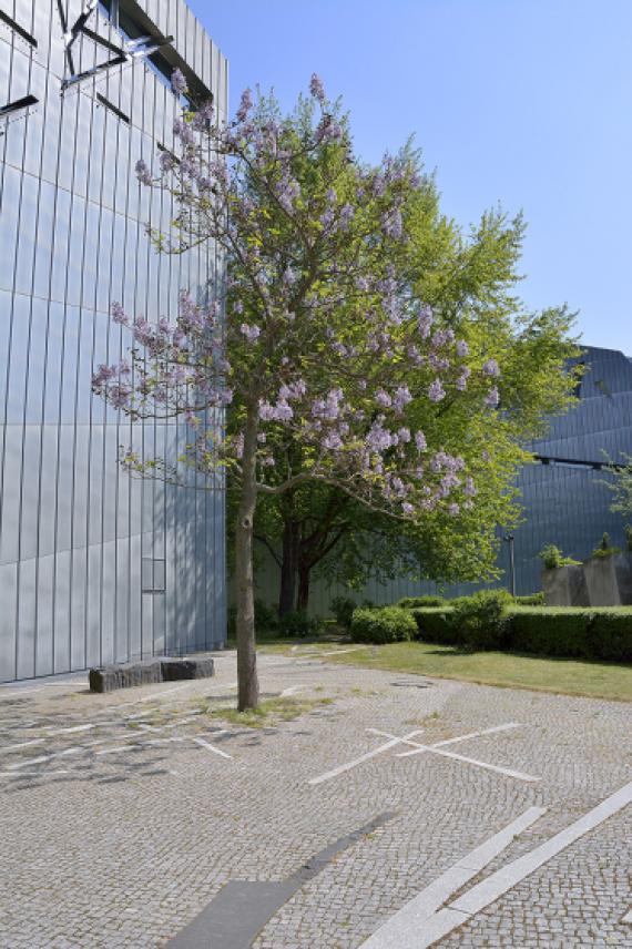 Deciduous tree in a paved courtyard in front of zinc facade