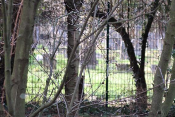 Gartenzaun mit Grabsteinen im Hintergrund.