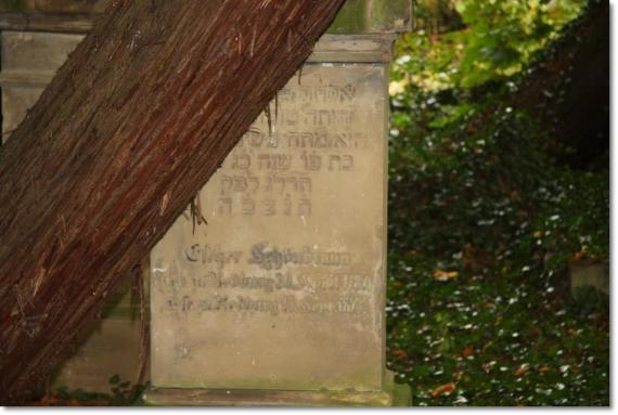 Ein Grabstein im Schatten eines Baumstamms.