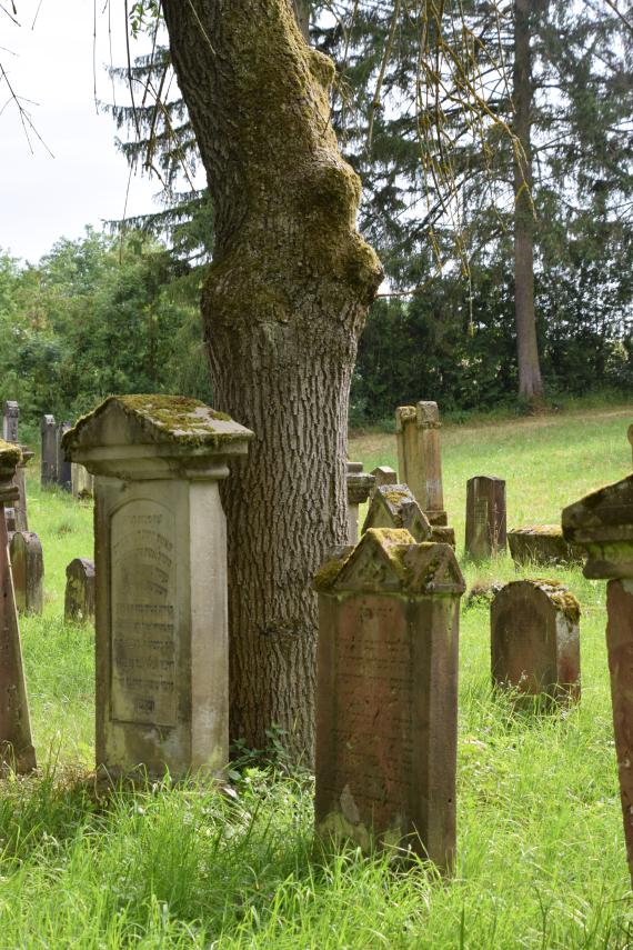 View of tree with gravestones