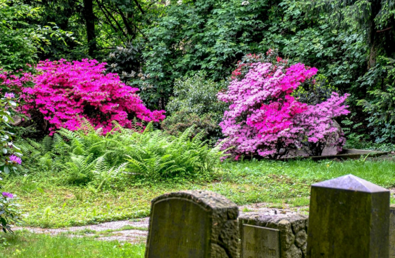 In the foreground you can see the tops of gravestones. Behind them bushes with many red inflorescences.