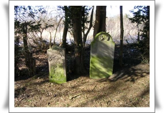 Some gravestones in front of tall trees