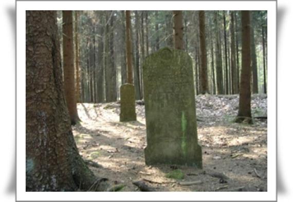 A tombstone between tall, thick trees.