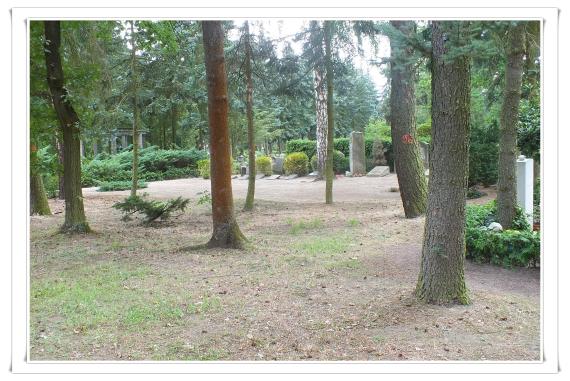 Tall trees. Behind them, at a fence, single gravestones.