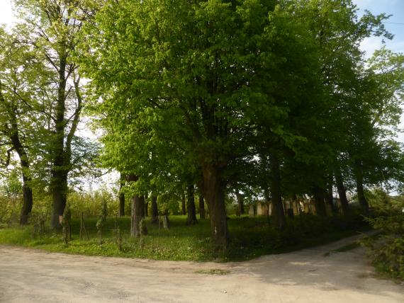 Unpaved roads, a corner lot with large trees on the edge and a group of gravestones in the background.