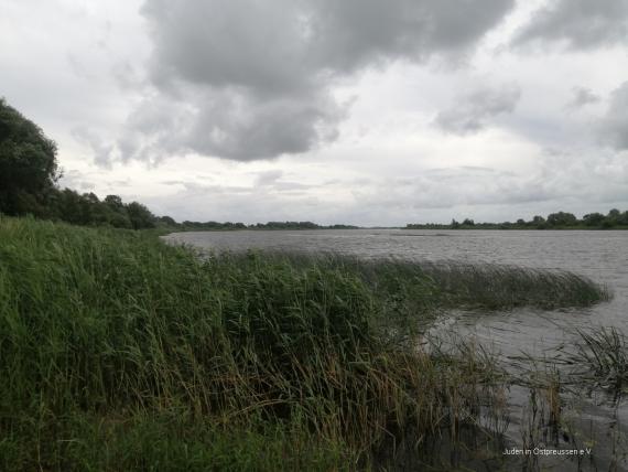 Ein mit Schilf bewachsendes Ufer eine Flusses.