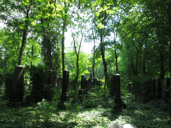 Many burial fences on a field with lots of grass