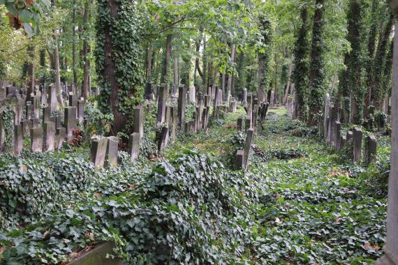 Field with many gravestones