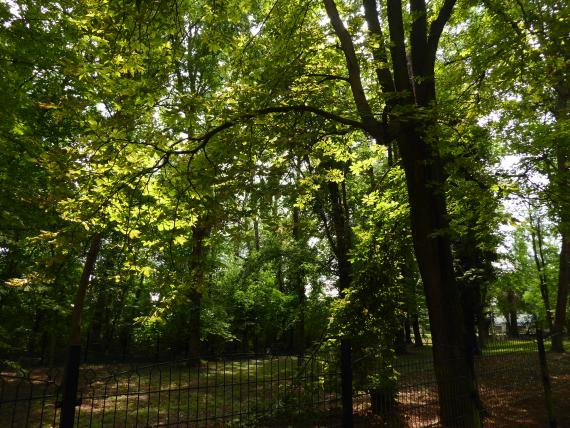 Sommerlicher Blick über den Zaun des Friedhofs, auf dem nur noch Bäume erhalten sind.