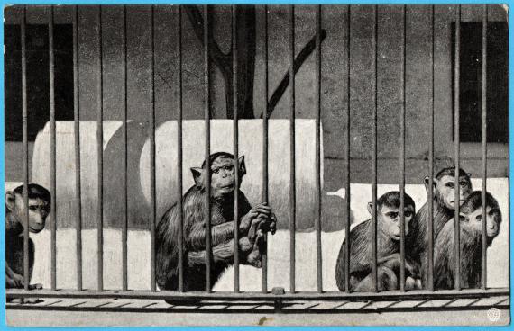 Ansichtskarte Budapester Zoo - Julius Silber Old picture postcard of the Budapest Capital Zoo - sent to " Julius Silber, Straubing, Bavaria " - probably around 1912-1918 - picture side of the card