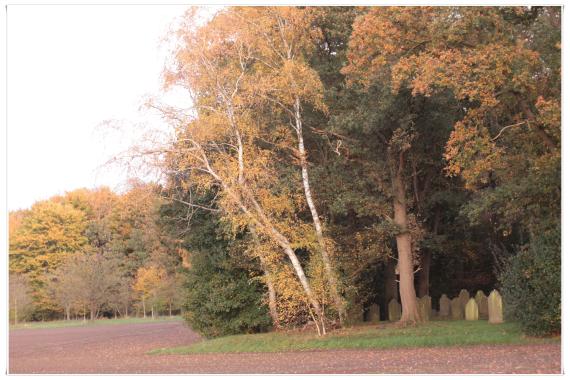 Der Rand des Friedhofs. Grosse, dicht aneinander stehende Bäume. Rötlich-braunes Herbstlaub.