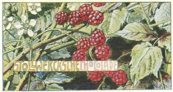 Elli Hirsch Brombeerstrauch 1900 In der Grafik sieht man einen Himbeerstrauch umgeben von Blättern mit Früchten und Blüten. Der Strauch füllt das ganze Blatt. Die Natur wirkt üppig. Die Grafik war eine Werbung für Stollwerck, eine Schokoladen Manufaktur aus Köln.