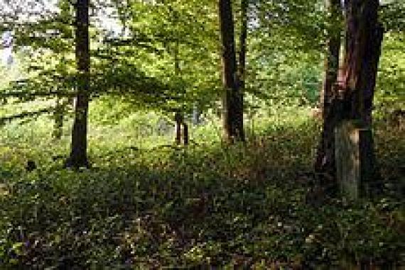 Jewish cemetery in Wierschem