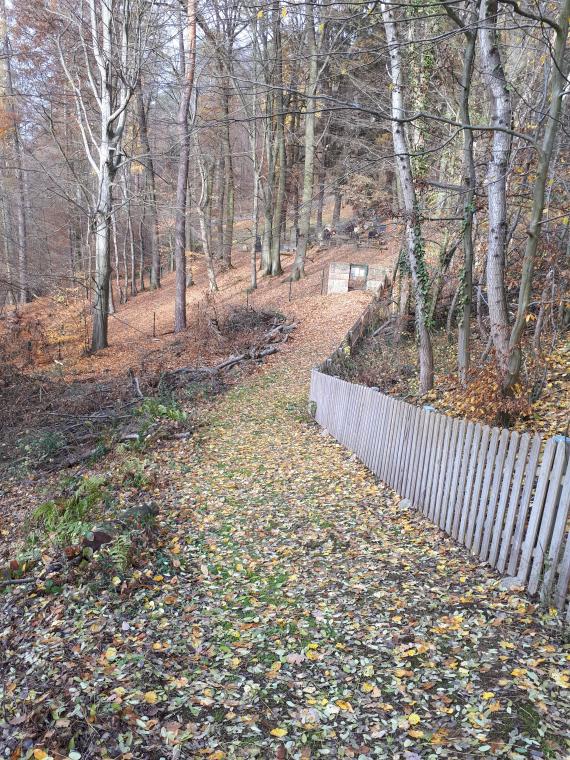 Schmaler Waldweg mit Blättern, rechts ein Holzlattenzaun