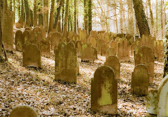 Blick auf den älteren Teil des jüdischen Friedhofes Laudenbach. Bewaldetes Gelände, Kiefernbestand, Grabsteine.