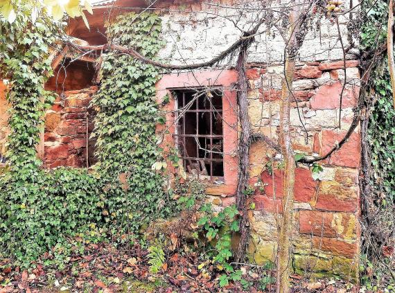 Mikwe Laudenbach in einem Privatgarten, mit Efeu bewachsene Mauer und vergittertes Fenster. Links befindet sich der Eingang. Das Gebäude ist teilweise verfallen und wird durch ein Behelfsdach gesichert. 