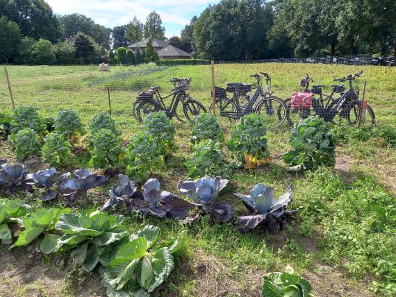 Summer festival of the "Sonnenhof" farming community in Deindrup (beginning of September)