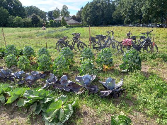 Sommerfest der Landbaugemeinschaft „Sonnenhof“ in Deindrup (Anfang September)