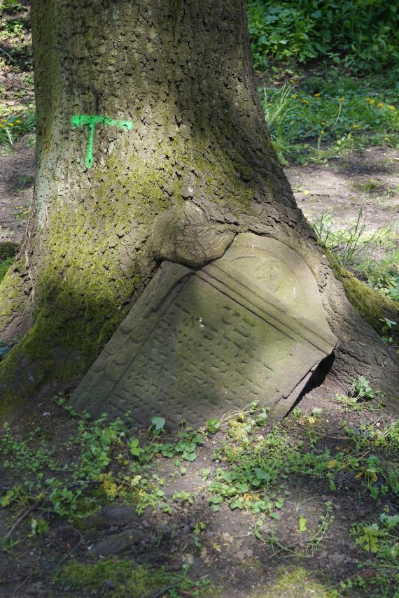 Heavily ingrown gravestone
